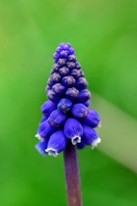 Blue And White Petaled Flower photo