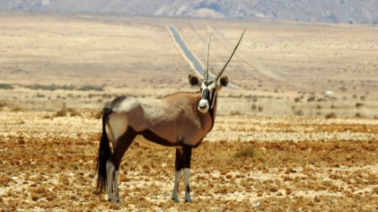 Antelope In Desert photo