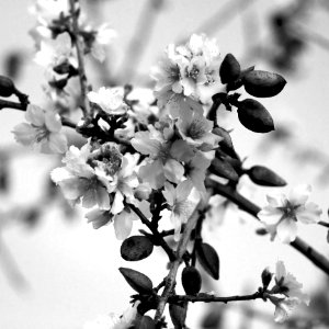 Almond Blossom (bw) photo
