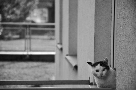 Neighbour Cat photo