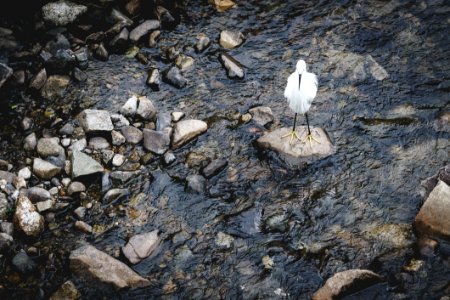 Lonely White Bird On River