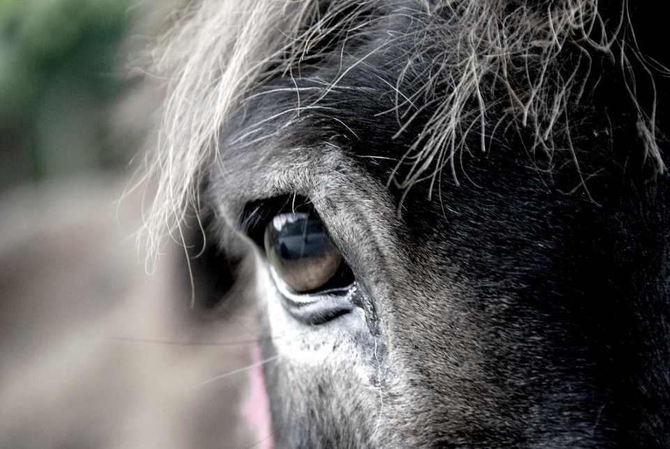 Horse Eye photo