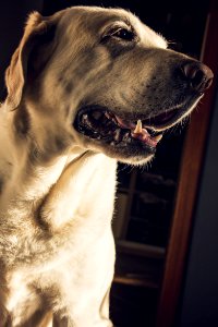Dog Tooth photo