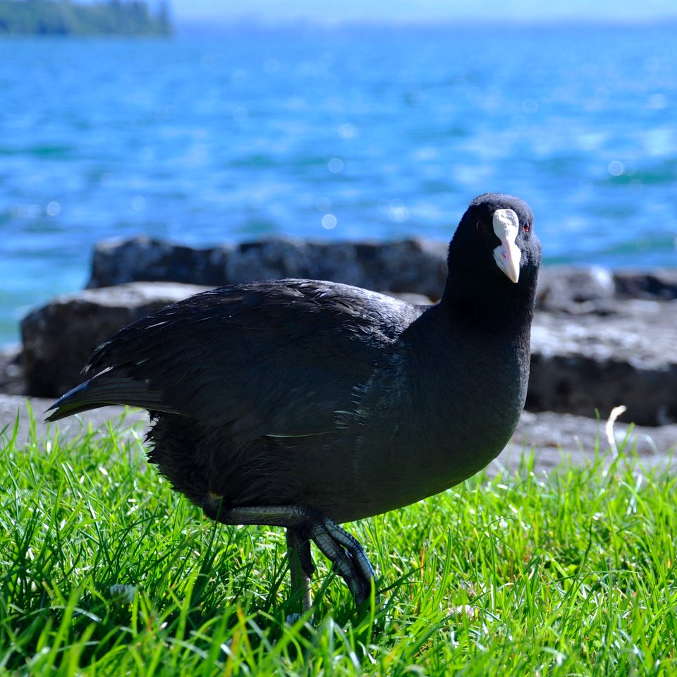 Black Duck