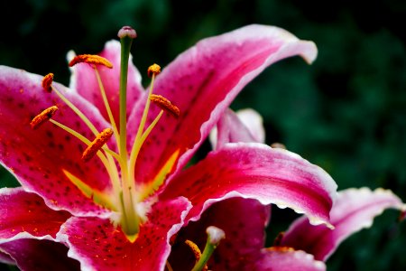 Red Lilies