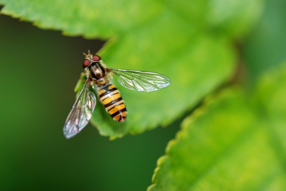 Shallow Focus Image Of Brown And Black Bee On Green Leaf