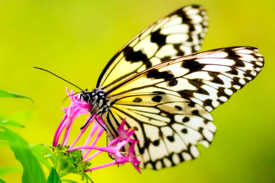 Close-up Of Butterfly Pollinating Flower