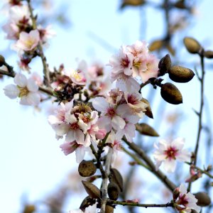 Almond Blossom (color) photo