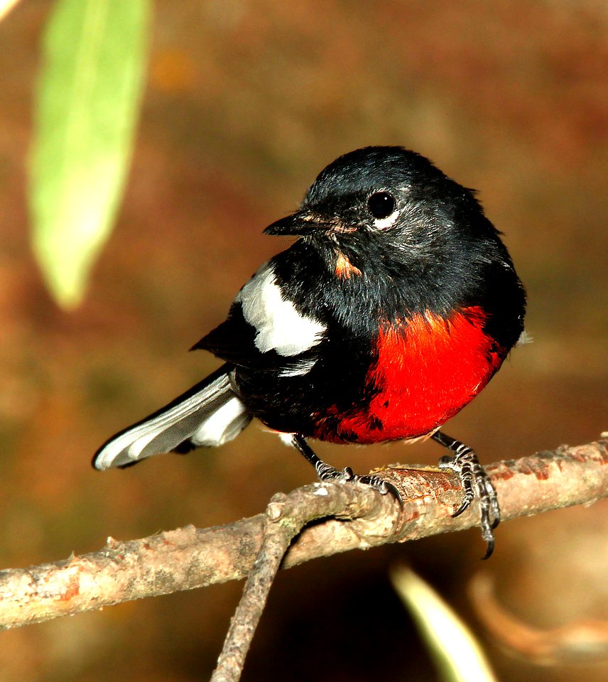 Black White Red Chested Bird Perched On Stem Closeup Photography During Daytime photo