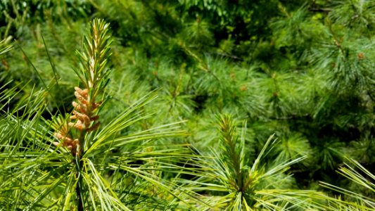 Chadwick Arboretum And Learning Gardens photo