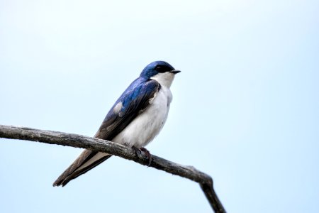 Oiseau (Hirondelle Bicolore) 216