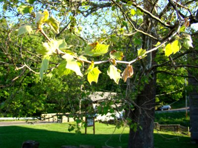Rock Mill Park