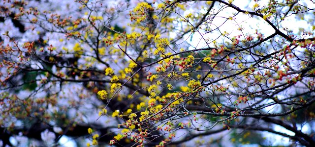 Yellow Petaled Tree Flowers
