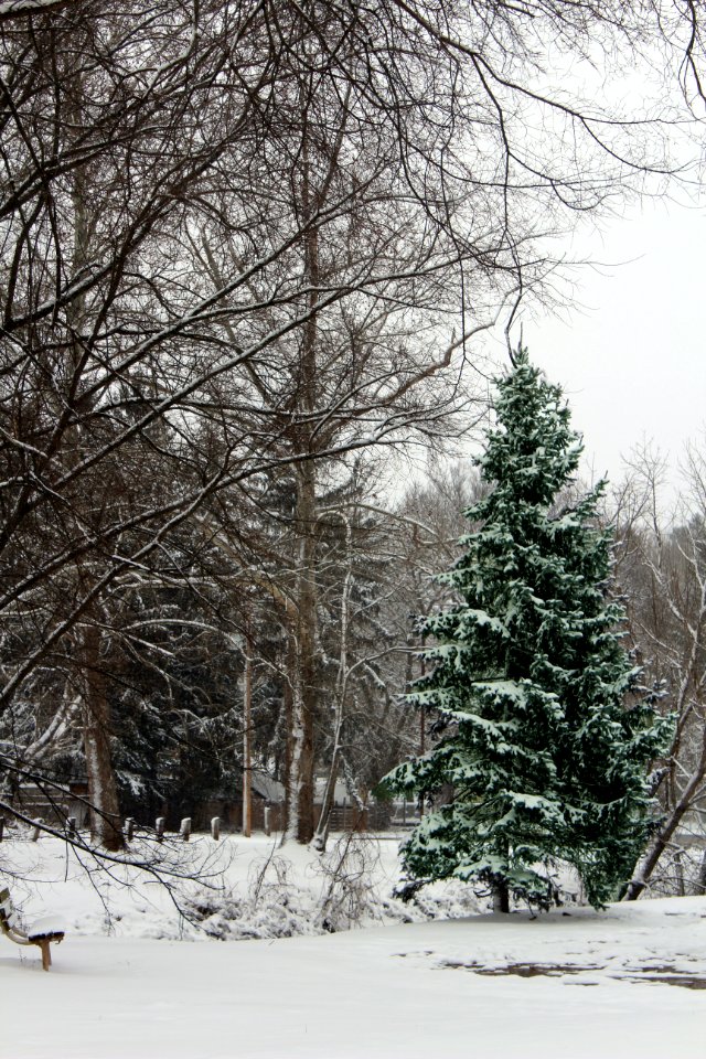 Pine Tree