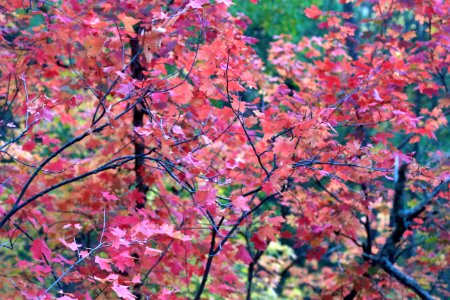 2016366284 Maple All The Way Back
