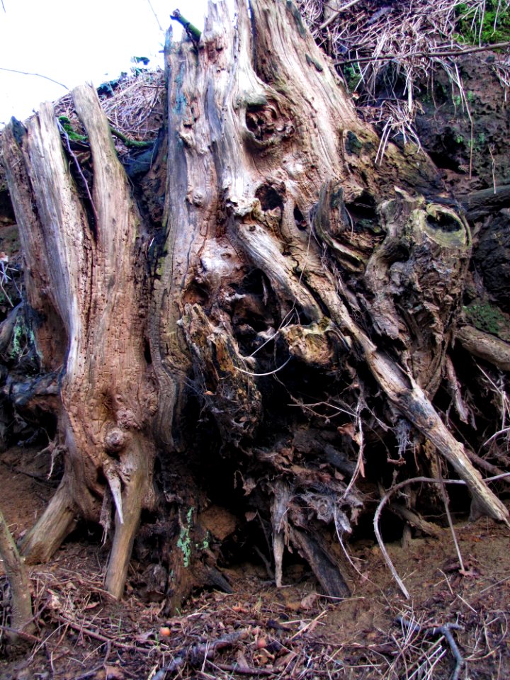 Plant Wood Branch Twig