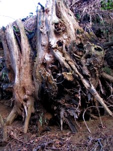 Plant Wood Branch Twig