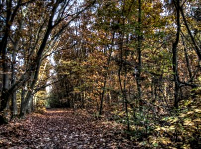 Brown Plant Tree Natural Landscape