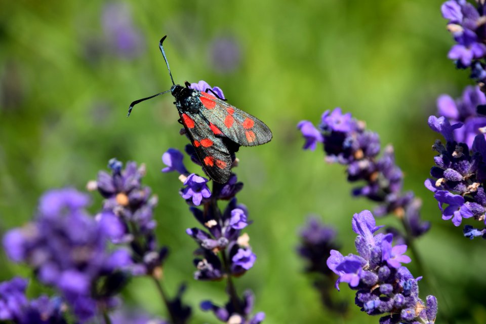 Insect Lavender Nectar English Lavender