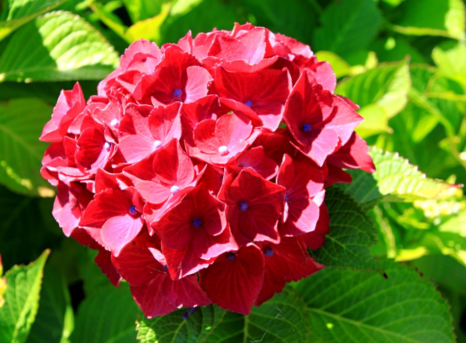 Flower Plant Pink Hydrangea