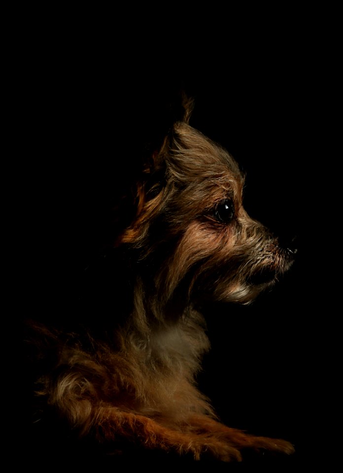 Dog Dog Like Mammal Dog Breed Terrier