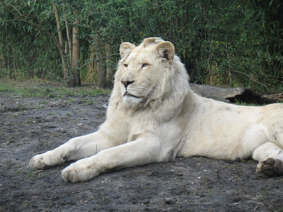 Animal wildlife wild