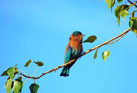 Bird Beak Fauna Branch photo
