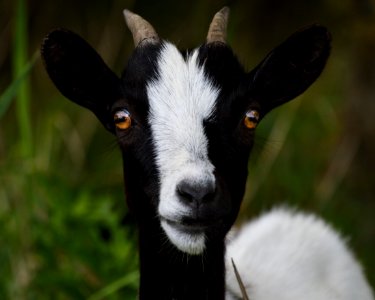 Goats Goat Cow Goat Family Horn