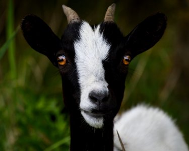 Goats Goat Cow Goat Family Horn photo