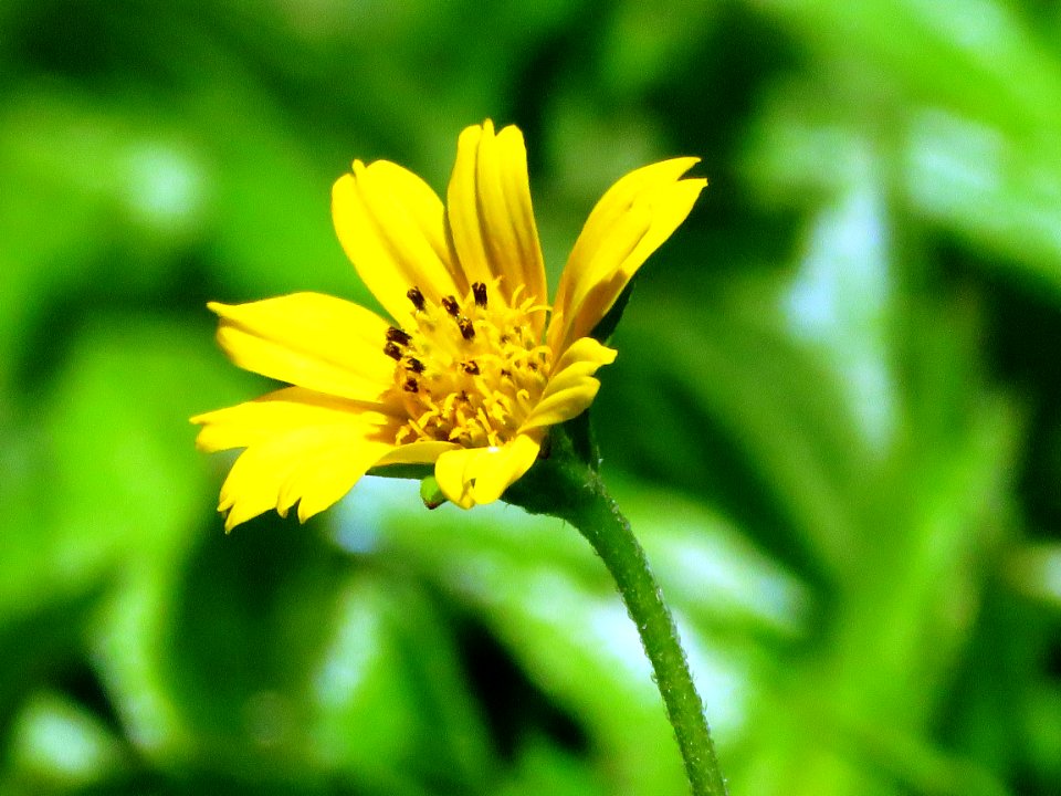 Flower Yellow Flora Daisy Family