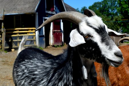 Goats Goat Horn Fauna photo