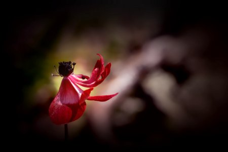 Flower Red Flora Plant