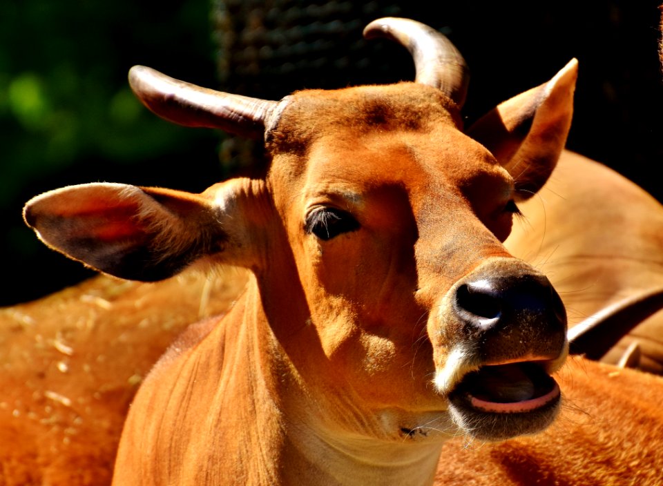 Horn Fauna Wildlife Snout