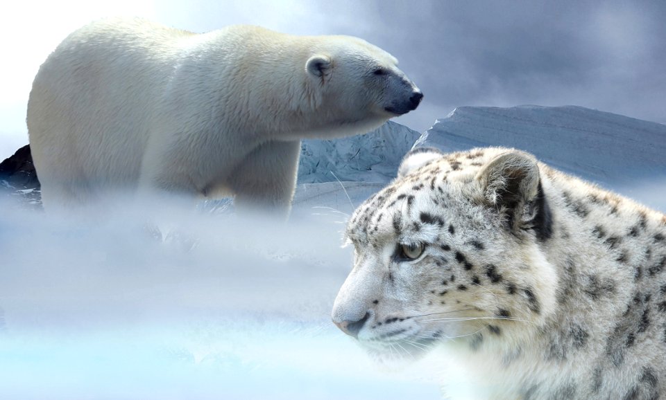Polar Bear Terrestrial Animal Wildlife Bear