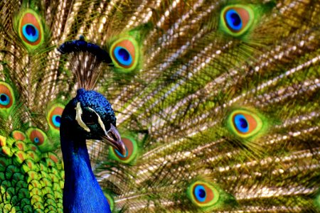 Peafowl Fauna Feather Beak photo