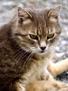 Cat Whiskers Mammal Fauna photo