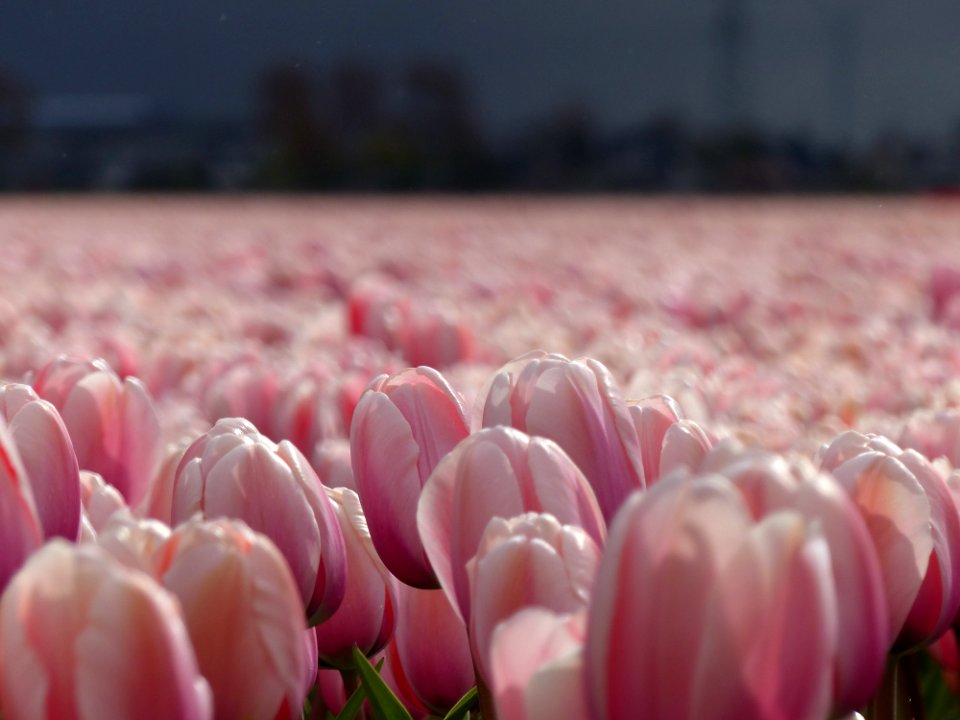 Flower Pink Flowering Plant Plant