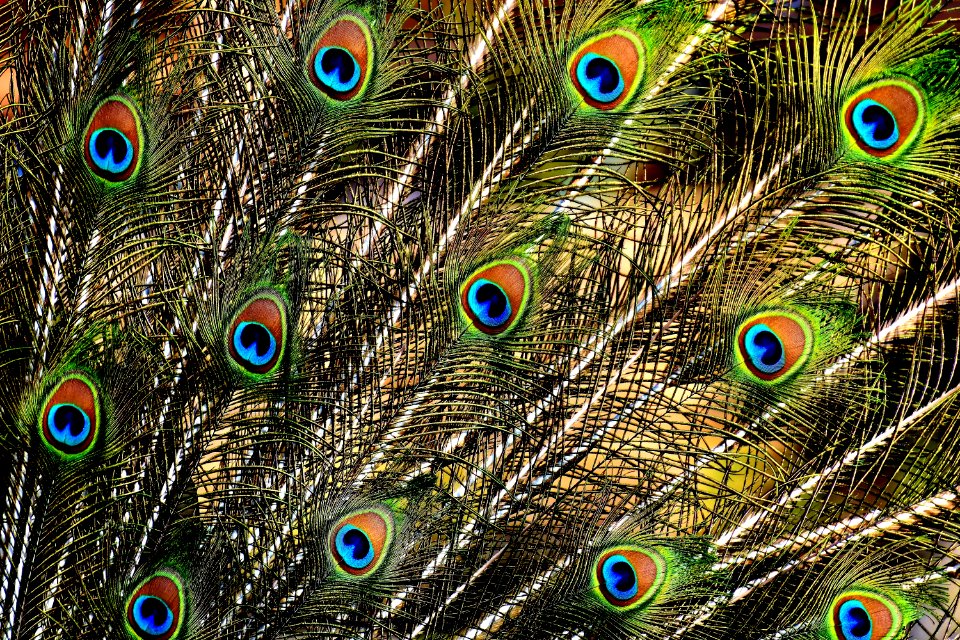 Feather Peafowl Close Up Organism