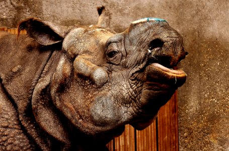 Horn Fauna Rhinoceros Terrestrial Animal photo