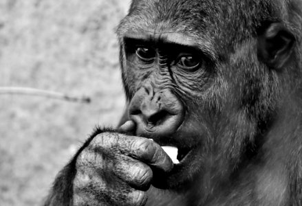 Face Black And White Mammal Great Ape photo