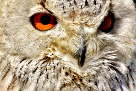 Owl Beak Bird Of Prey Fauna photo