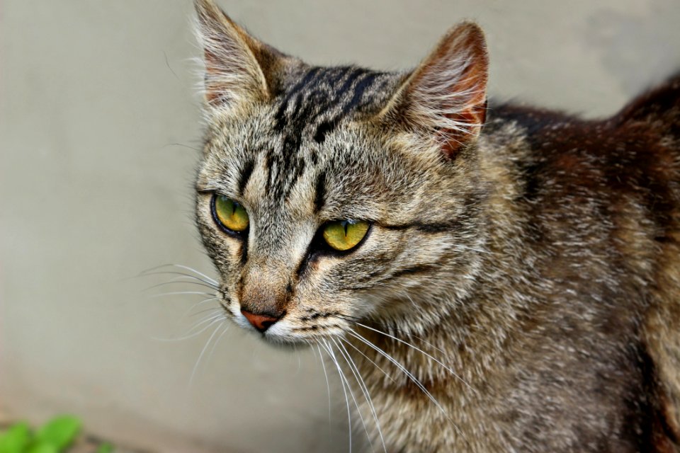 Cat Whiskers Fauna Dragon Li