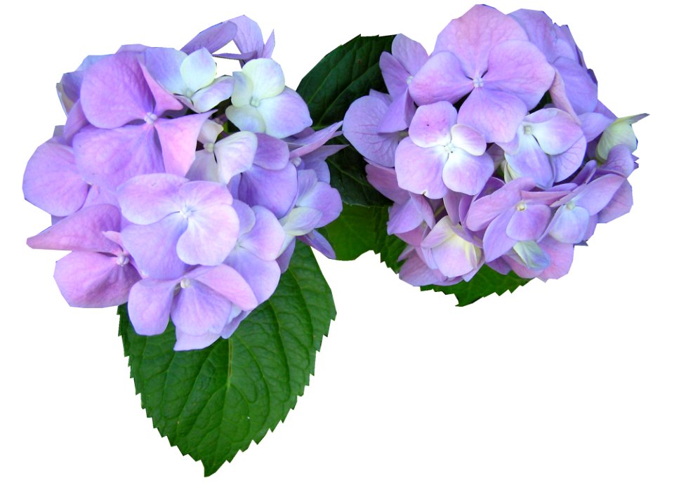 Flower Flowering Plant Plant Violet