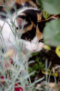 Cat Whiskers Fauna Small To Medium Sized Cats photo