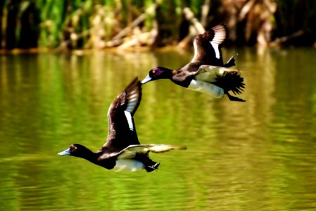 Bird Duck Fauna Water photo
