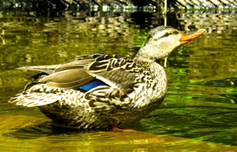 Duck Bird Mallard Water Bird photo