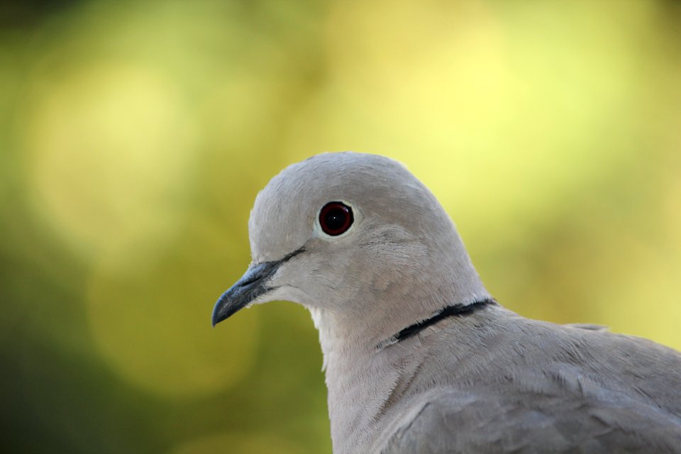 Bird Beak Fauna Stock Dove photo