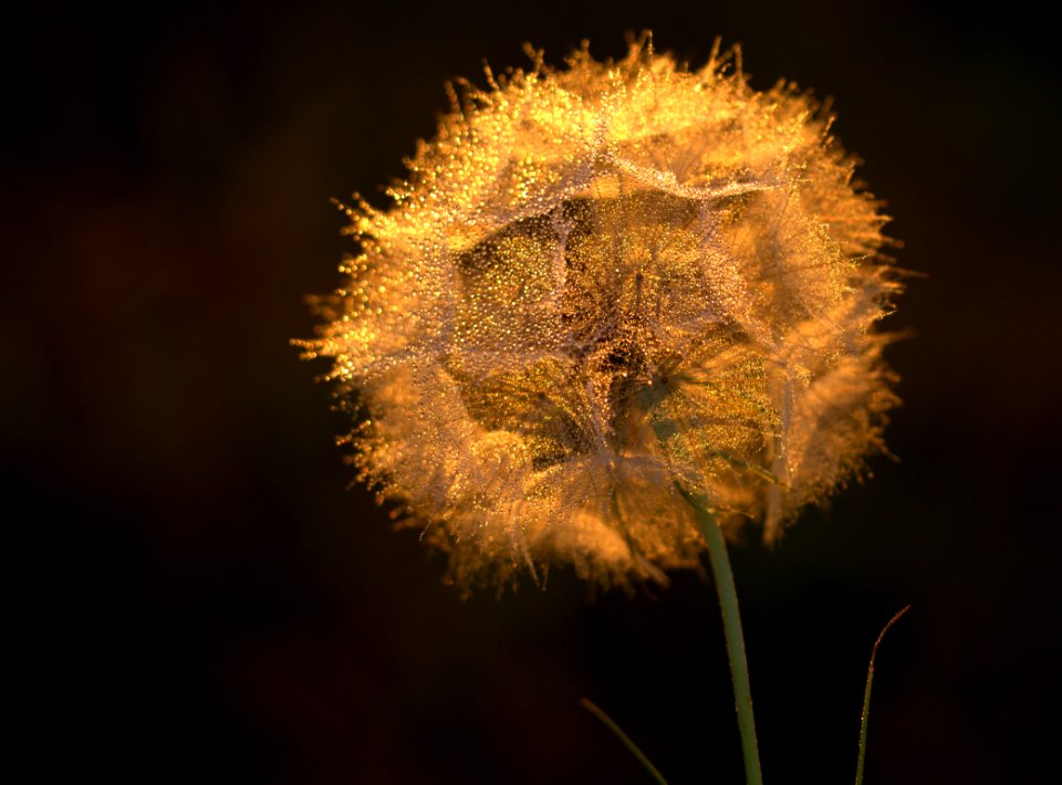 Close Up Macro Photography Flora Dandelion