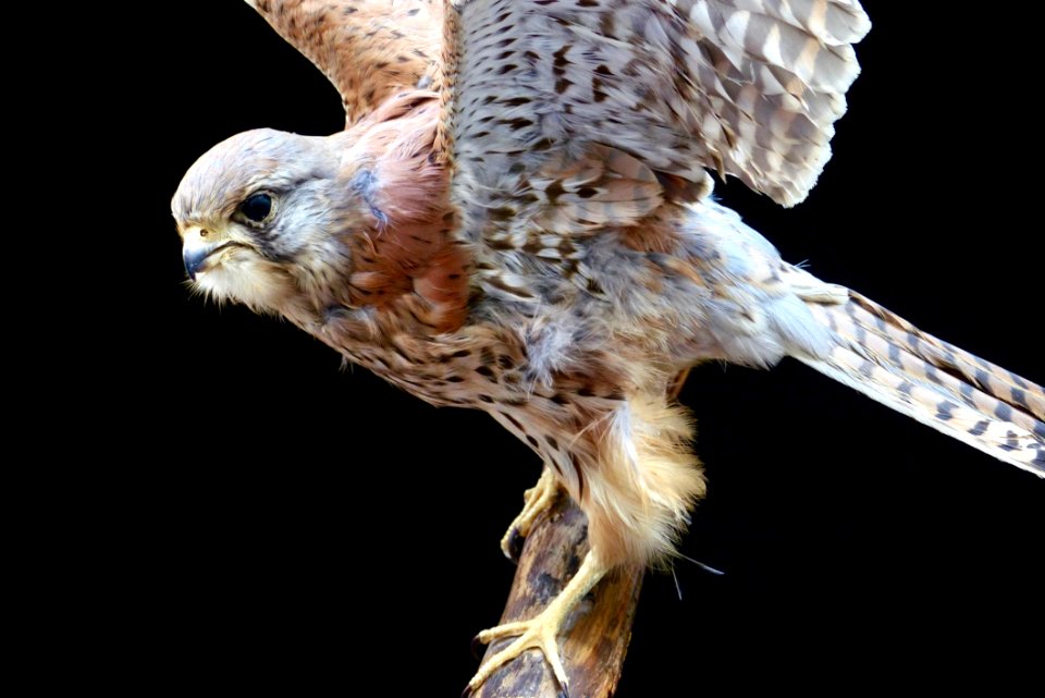 Bird Beak Hawk Fauna