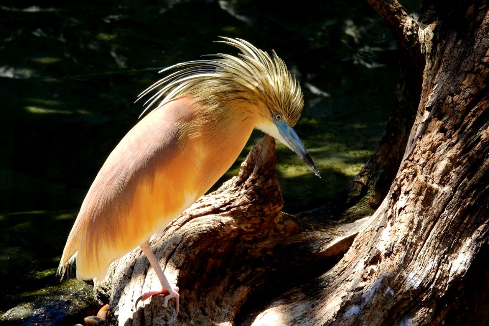 Bird Beak Fauna Wildlife